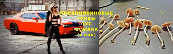ПСИЛОЦИБИНОВЫЕ ГРИБЫ Абдулино